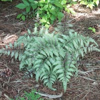 fern-Japanese-Painted-3