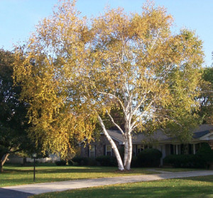 paper birch trees in winter