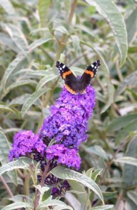 Butterfly-bush-harlequin-2