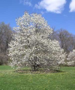 Magnolia-Dr-Merrill-4-24-05-b