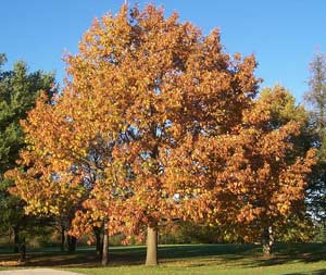 How to Fertilize Oak Trees  