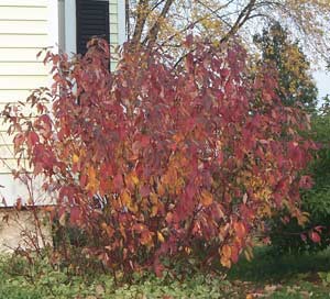 Image of Red twig dogwood in fall