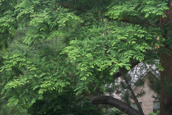 how to prune bald cypress tree for optimal growth