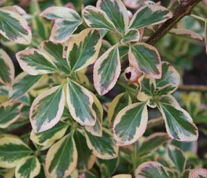 Euonymus Evergreen Pruning Winter Care And Fertilizing Hawks Landscape Inc