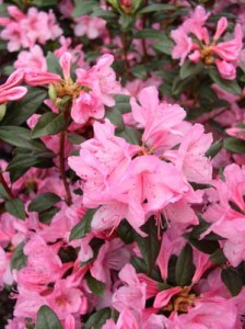 Rhododendron-PJM-Aglo-5-02-06-b