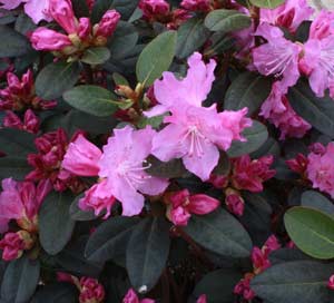 Rododendron-PJM-5-1-09
