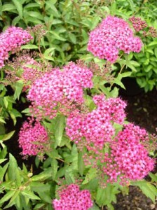 Spirea-Anthony-Waterer-6-8-05-a