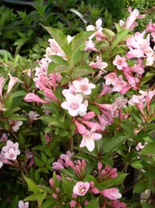 How to Prepare Weigela for Winter 